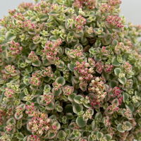 Sedum pellucida 'Little Missy' rosa, Topf-Ø 12 cm, 3er-Set