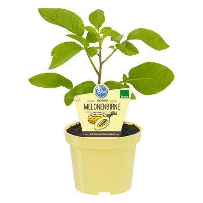 Blu Bio Pepino, Topf-Ø 12 cm, 3er Set