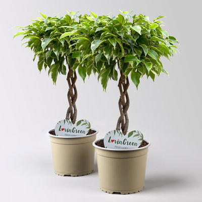 Birkenfeige grün-gelb, Flechtstamm, Topf-Ø 12 cm, Höhe ca. 40 cm, 2 Stück Birkenfeige grün-gelb, Flechtstamm, Topf-Ø 12 cm, Höhe ca. 40 cm, 2 Stück