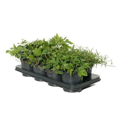 Efeu in grünen Sorten, 6er-Set, 13 cm Ø Topf