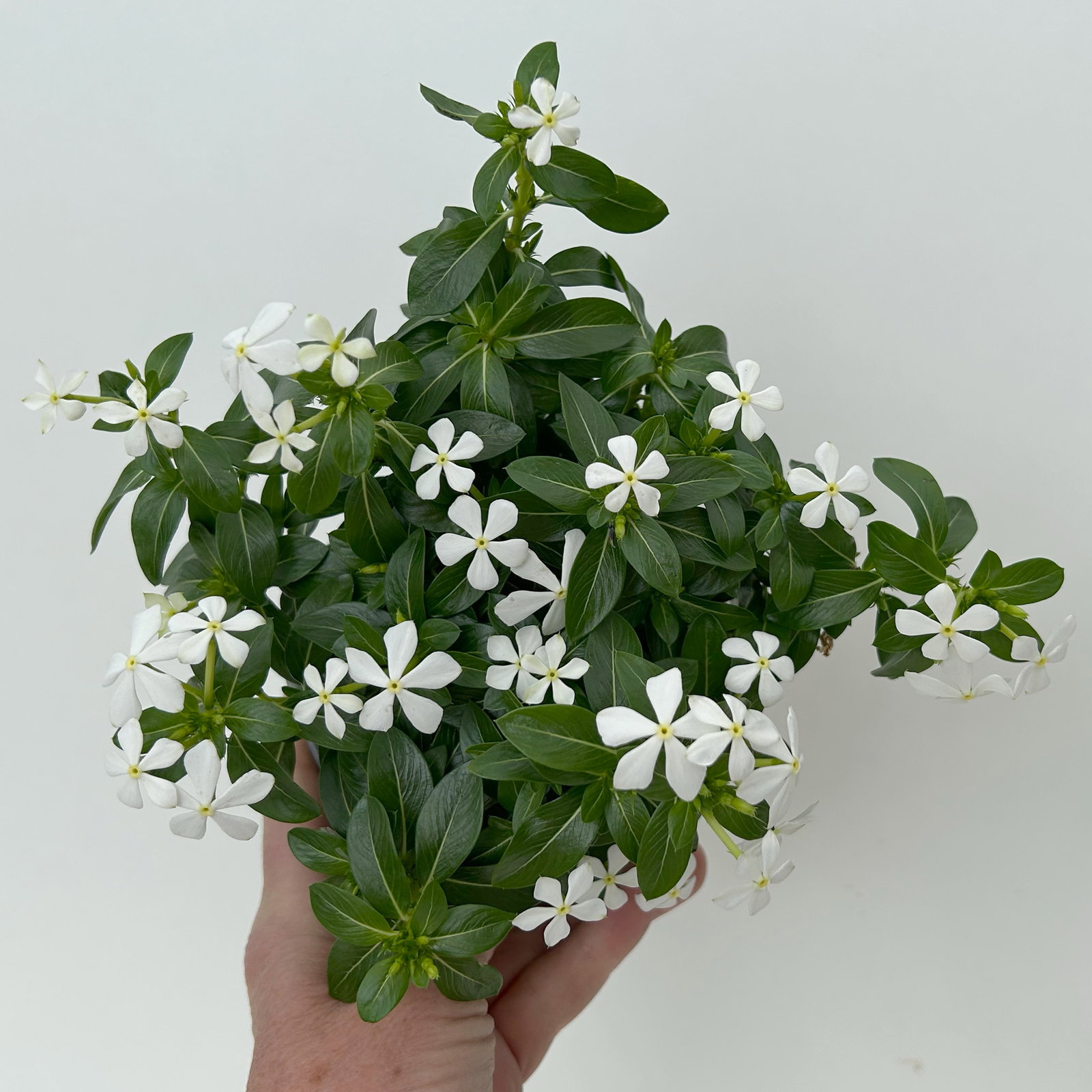 Catharanthus 'Soiree', Farben zufällig, kleinblütig, Topf-Ø 12 cm, 6 Pflanzen Catharanthus 'Soiree', Farben zufällig, kleinblütig, Topf-Ø 12 cm, 6 Pflanzen