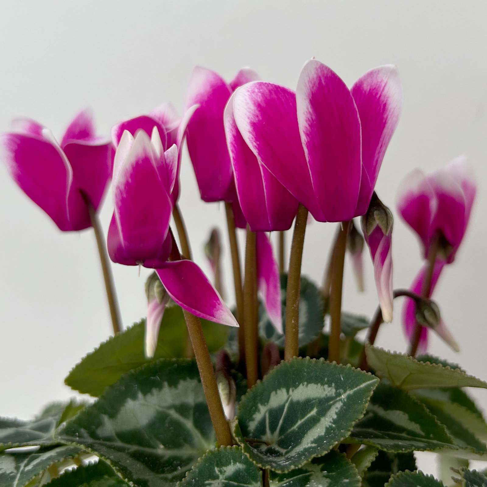 Alpenveilchen Outdoor 'Fantasia', Mini , lila-weiß, Topf-Ø 6 cm, 10 Pflanzen Alpenveilchen Outdoor 'Fantasia', Mini , lila-weiß, Topf-Ø 6 cm, 10 Pflanzen