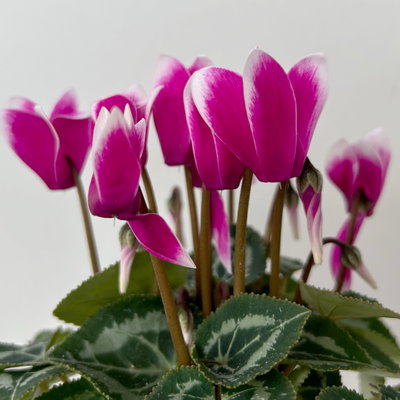 Alpenveilchen Outdoor 'Fantasia', Mini , lila-weiß, Topf-Ø 6 cm, 10 Pflanzen Alpenveilchen Outdoor 'Fantasia', Mini , lila-weiß, Topf-Ø 6 cm, 10 Pflanzen