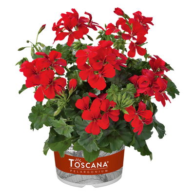 Geranie 'Rainbow Red'  rot, hängend, Topf-Ø 13 cm, 6 Pflanzen