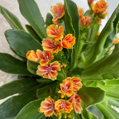 Lewisia cotyledon, Farben zufällig, Topf-Ø 12 cm, 6er-Set
