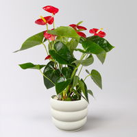 Flamingoblume 'Royal Red Champion', rot, Topf-Ø 14 cm, im Übertopf Byron