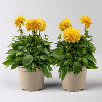 Dahlie 'Hypnotica', Farben zufällig, Topf-Ø 19 cm, 2er-Set