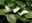 Sumpfcalla (Calla palustris)