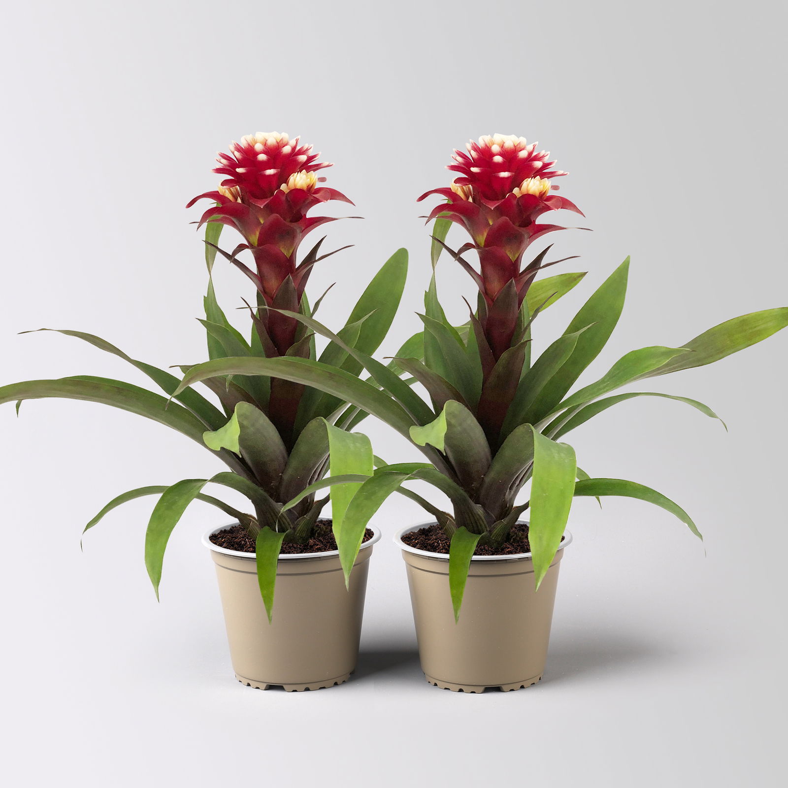Guzmania 'Francesca', lila-weiß, Topf-Ø 12 cm , Höhe ca. 40 cm, 2 Pflanzen