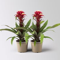 Guzmania 'Francesca', lila-weiß, Topf-Ø 12 cm , Höhe ca. 40 cm, 2 Pflanzen
