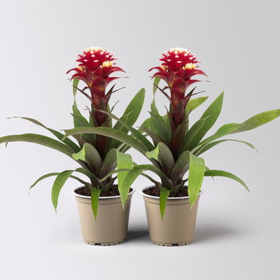 Guzmania 'Francesca', lila-weiß, Topf-Ø 12 cm , Höhe ca. 40 cm, 2 Pflanzen Guzmania 'Francesca', lila-weiß, Topf-Ø 12 cm , Höhe ca. 40 cm, 2 Pflanzen