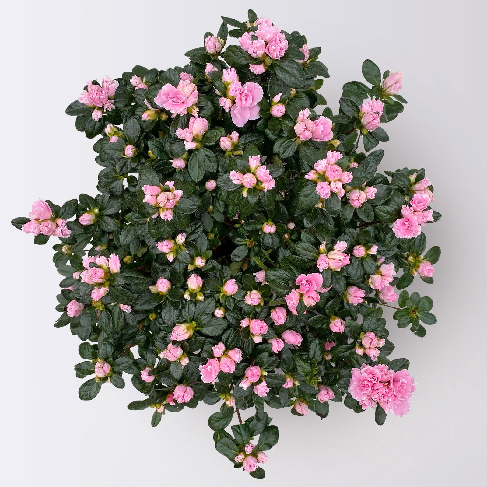 Azalee Hortinno® 'Classic Bicolor' rosa-weiß, Topf-Ø 15 cm