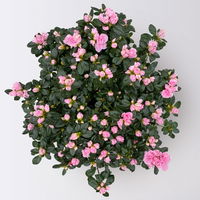 Azalee Hortinno® 'Classic Bicolor' rosa-weiß, Topf-Ø 15 cm
