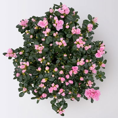 Azalee Hortinno® 'Classic Bicolor' rosa-weiß, Topf-Ø 15 cm