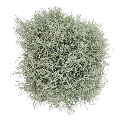 Calocephalus 'XXL', grau-silber, Topf/Schale-Ø 23 cm, 2 Pflanzen