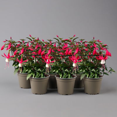 Fuchsien stehend, rot-weiß, Topf-Ø 12 cm, 6er-Set Fuchsien stehend, rot-weiß, Topf-Ø 12 cm, 6er-Set