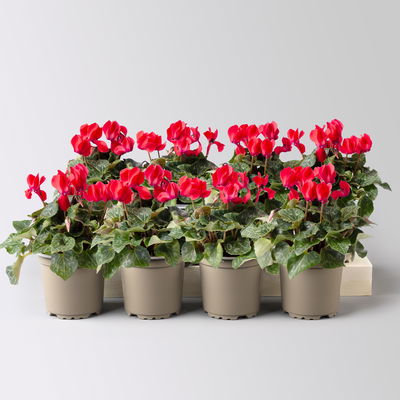 Alpenveilchen rot, Topf-Ø 10,5 cm, Höhe ca. 23 cm, 8 Pflanzen Alpenveilchen rot, Topf-Ø 10,5 cm, Höhe ca. 23 cm, 8 Pflanzen