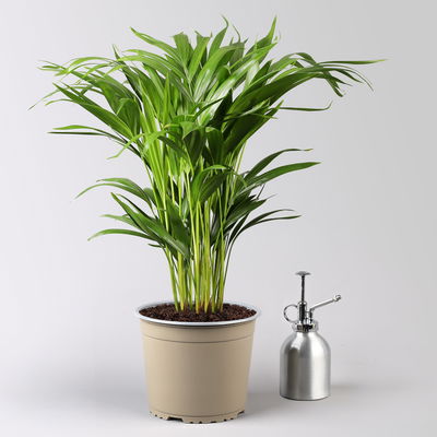 Goldfruchtpalme in Korb Osaka, Topf-Ø 17 cm, Höhe ca. 40-60 cm