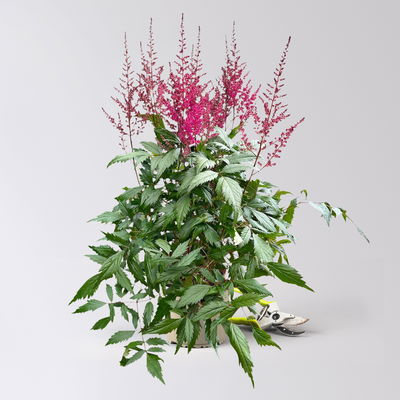 Astilbe arendsii, lila, Topf-Ø 15 cm