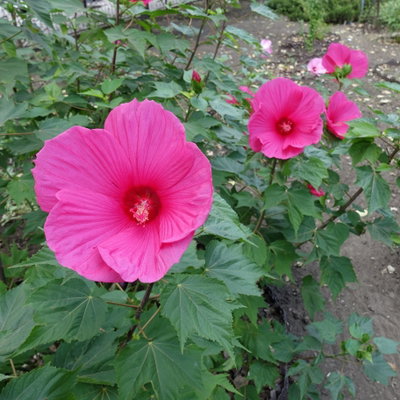 Staudenhibiskus 'Candy Crush' dunkelrosa, Topf 5 Liter Staudenhibiskus 'Candy Crush' dunkelrosa, Topf 5 Liter