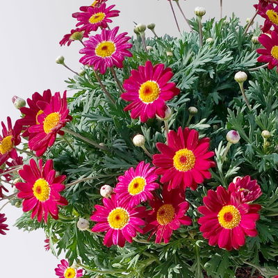 Margerite, rot, Topf-Ø 18/19 cm, 2 Pflanzen Margerite, rot, Topf-Ø 18/19 cm, 2 Pflanzen