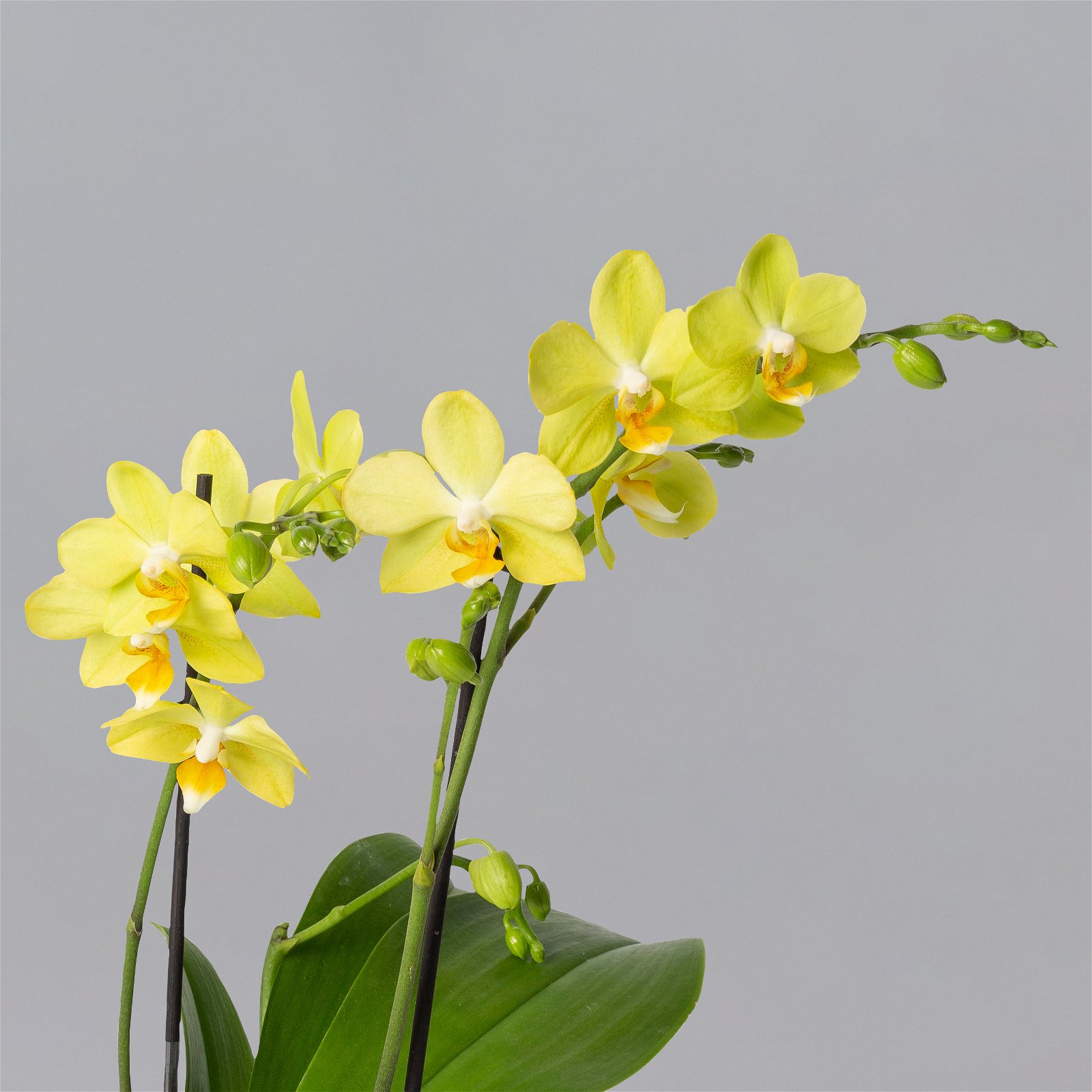 Schmetterlingsorchidee gelb, 2 Rispen, Topf-Ø 12 cm, Höhe ca. 50 cm