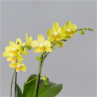 Schmetterlingsorchidee gelb, 2 Rispen, Topf-Ø 12 cm, Höhe ca. 50 cm
