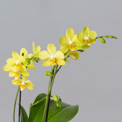 Schmetterlingsorchidee gelb, 2 Rispen, Topf-Ø 12 cm, Höhe ca. 50 cm Schmetterlingsorchidee gelb, 2 Rispen, Topf-Ø 12 cm, Höhe ca. 50 cm