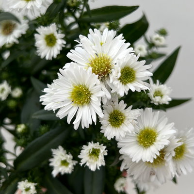 Aster novi-belgii Farben zufällig, Topf-Ø 12 cm, 6er-Set Aster novi-belgii Farben zufällig, Topf-Ø 12 cm, 6er-Set