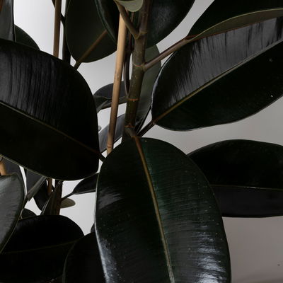 Gummibaum 'Mandela', Topf-Ø 30 cm, Höhe ca. 120 cm, inkl. Bewässerungssystem Gummibaum 'Mandela', Topf-Ø 30 cm, Höhe ca. 120 cm, inkl. Bewässerungssystem