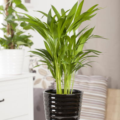 Dypsis lutescens T13 H55 (*) Dypsis lutescens T13 H55 (*)
