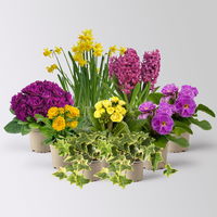 Pflanzenkreation Primelliebe, 9 Pflanzen