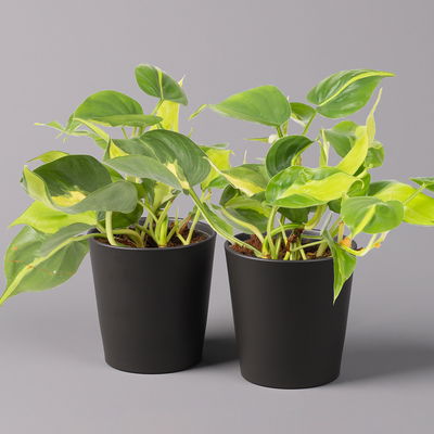Philodendron 'Brasil' in Keramiktopf Dallas anthrazit, Topf-Ø 12cm, 2er-Set Philodendron 'Brasil' in Keramiktopf Dallas anthrazit, Topf-Ø 12cm, 2er-Set