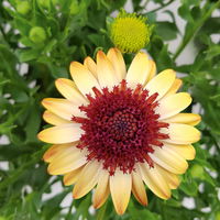 Osteospermum 'Banana Shake' gelb-rot, gefüllt, Topf-Ø 12 cm, 6 Pflanzen