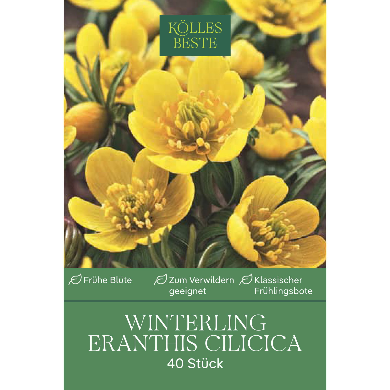 Kölles Beste Winterlinge (Eranthis Cilicica) gelb, 40 Stück Kölles Beste Winterlinge (Eranthis Cilicica) gelb, 40 Stück