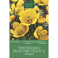 Kölles Beste Winterlinge (Eranthis Cilicica) gelb, 40 Stück Kölles Beste Winterlinge (Eranthis Cilicica) gelb, 40 Stück
