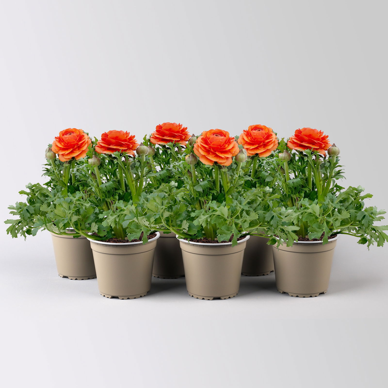 Ranunkel, orange, Topf-Ø 13 cm, 6 Pflanzen