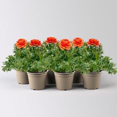 Ranunkel, orange, Topf-Ø 13 cm, 6 Pflanzen
