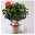 Hibiskus, Farbe zufällig, Busch, Topf-Ø 21 cm, Höhe ca. 50 cm