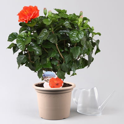 Hibiskus, Farbe zufällig, Busch, Topf-Ø 21 cm, Höhe ca. 50 cm