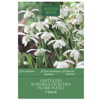 Schneeglöckchen (Galanthus Flora Pleno) gefüllt, weiß, 7 Blumenzwiebeln