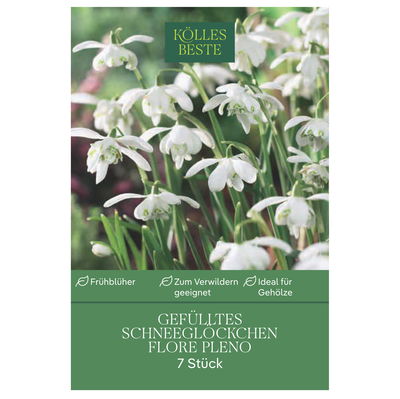 Schneeglöckchen (Galanthus Flora Pleno) gefüllt, weiß, 7 Blumenzwiebeln Schneeglöckchen (Galanthus Flora Pleno) gefüllt, weiß, 7 Blumenzwiebeln