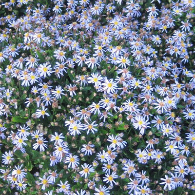 Bio Zwerg-Wildaster 'Nanus', violettblau, Topf 11x11 cm, 3 Pflanzen Bio Zwerg-Wildaster 'Nanus', violettblau, Topf 11x11 cm, 3 Pflanzen