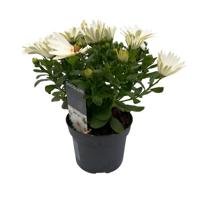 Kapkörbchen creme, Topf-Ø 12 cm, 6er-Set