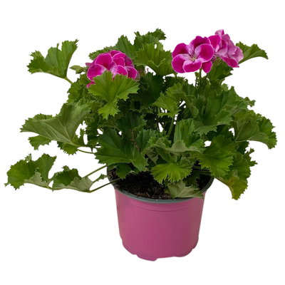 Geranie 'Pinkerbell®' pink/weiß, stehend, Topf-Ø 13 cm, 6er-Set