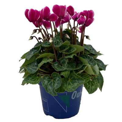 Alpenveilchen 'Outland', rosa geflammt, Topf-Ø 10,5 cm, 6 Pflanzen