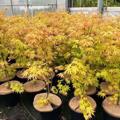 Japanischer Fächerahorn 'Orange Dream'; Höhe 60 - 80 cm, Topf 7,5 Liter Japanischer Fächerahorn 'Orange Dream'; Höhe 60 - 80 cm, Topf 7,5 Liter