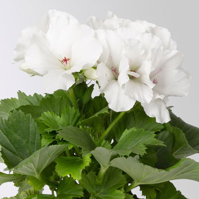 Edelgeranie Bella Donna® 'Don Palido®', weiß, Topf-Ø 12 cm, 6 Pflanzen