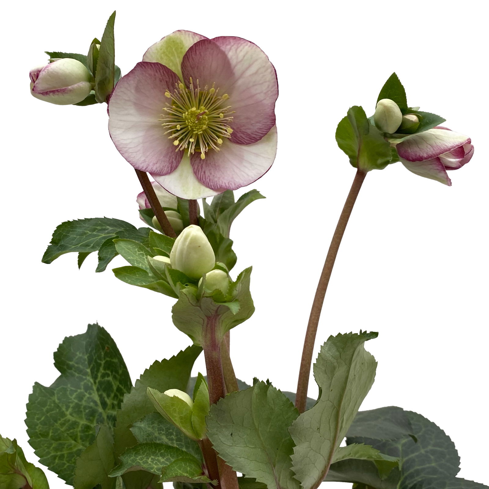 Helleborus 'Glenda's Gloss' rosa-weiß, Topf-Ø 15 cm