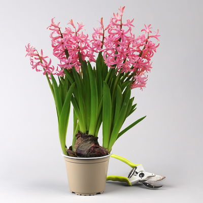 Hyazinthe, rosa, vorgetrieben, mehrblütig, Topf-Ø 14 cm, 3 Pflanzen